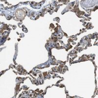 Anti-FCAR antibody produced in rabbit 