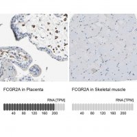 Anti-FCGR2A antibody produced in rabbit 