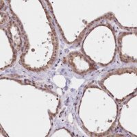 Anti-FCHO2 antibody produced in rabbit 