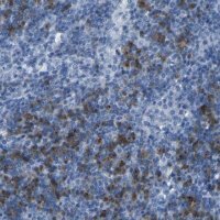 Anti-FCRL1 antibody produced in rabbit 