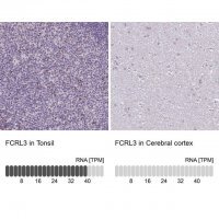 Anti-FCRL3 
