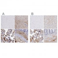 Anti-FGB antibody produced in rabbit 