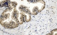 Anti-FGF-2/basic FGF Antibody, clone 1K19 ZooMAb® Rabbit Monoclonal