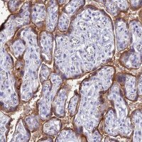 Anti-FGF7 antibody produced in rabbit 
