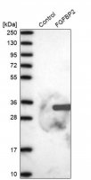 Anti-FGFBP2 antibody produced in rabbit 
