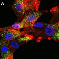 Anti-FGFR1 Antibody, clone 2J21 ZooMAb� Rabbit Monoclonal 
