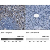 Anti-FGL2 antibody produced in rabbit HPA021011-100UL