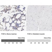 Anti-FGR antibody produced in rabbit 