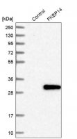 Anti-FKBP14 antibody produced in rabbit 