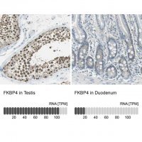 Anti-FKBP4 antibody produced in rabbit 