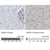 Anti-FKBP5 antibody produced in rabbit HPA031092-100UL