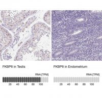 Anti-FKBP6 antibody produced in rabbit HPA061109-100UL