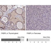 Anti-FKBPL antibody produced in rabbit 