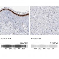 Anti-FLG antibody produced in rabbit 