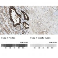 Anti-FLNB antibody produced in rabbit