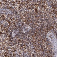 Anti-FLOT2 antibody produced in rabbit 