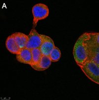 Anti-Flt3 ligand Antibody, clone 5G18 ZooMAb� Rabbit Monoclonal 