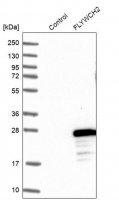 Anti-FLYWCH2 antibody produced in rabbit