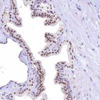 Anti-FLYWCH2 antibody produced in rabbit