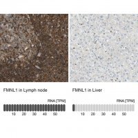 Anti-FMNL1 antibody produced in rabbit 