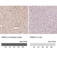 Anti-FMNL2 antibody produced in rabbit 