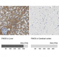 Anti-FMO5 antibody produced in rabbit 