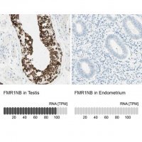 Anti-FMR1NB antibody produced in rabbit 