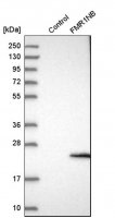 Anti-FMR1NB antibody produced in rabbit 