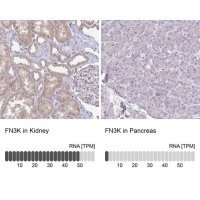 Anti-FN3K antibody produced in rabbit 