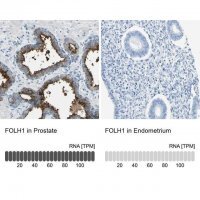 Anti-FOLH1 antibody produced in rabbit 