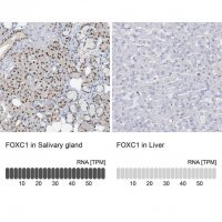 Anti-FOXC1 antibody produced in rabbit
