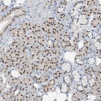 Anti-FOXC1 antibody produced in rabbit