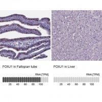 Anti-FOXJ1 antibody produced in rabbit 