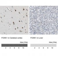 Anti-FOXK1 antibody produced in rabbit HPA018864-100UL