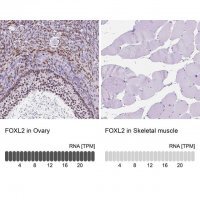 Anti-FOXL2 antibody produced in rabbit 