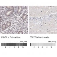 Anti-FOXP2 antibody produced in rabbit 