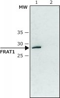 Anti-FRAT1 (C-terminal) antibody produced in rabbit 