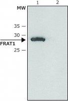 Anti-FRAT1 antibody produced in rabbit 