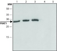 Anti-FRAT1 antibody produced in rabbit 