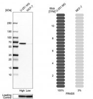 Anti-FRMD5 antibody produced in rabbit