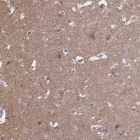 Anti-FRRS1L antibody produced in rabbit