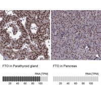 Anti-FTO antibody produced in rabbit 