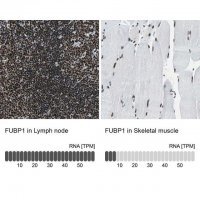 Anti-FUBP1 antibody produced in rabbit 
