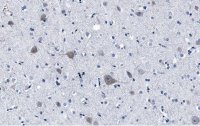 Anti-FUNDC1 Antibody, clone 1K16 ZooMAb� Rabbit Monoclonal 