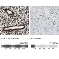 Anti-FUS antibody produced in rabbit 
