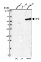 Anti-FXR2 antibody produced in rabbit 