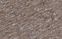 Anti-G0S2 Antibody, clone 2C13 ZooMAb� Rabbit Monoclonal 