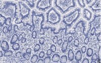 Anti-Gab1 Antibody, clone 4B20, ZooMAb� Rabbit Monoclonal 