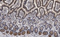 Anti-Gab1 Antibody, clone 4B20, ZooMAb® Rabbit Monoclonal