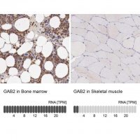 Anti-GAB2 antibody produced in rabbit 